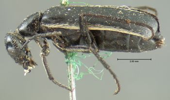 Media type: image;   Entomology 125 Aspect: habitus lateral view